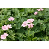 PlantaPro Geranium x oxonianum 'Wargrave Pink' 9x9 cm Topf – Winterhart, Mehrjährig, Pflegeleicht – Storchschnabel – Bodendecker für Beet & Rabatte