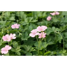 Pflanzen Für Dich Staude Geranium oxonianum Wargrave Pink, 1 St., Storchschnabel rosa