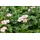 Pflanzen Für Dich Staude Geranium oxonianum Wargrave Pink, 1 St., Storchschnabel rosa