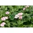 Pflanzen Für Dich Staude Geranium oxonianum Wargrave Pink, 1 St., Storchschnabel rosa