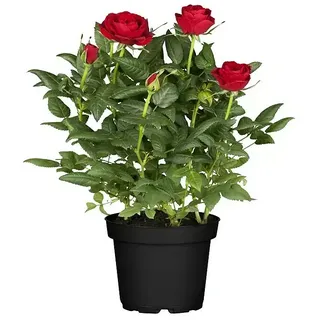 Piardino Topfrose Patio Hit  (Rosa Hybride, Topfgröße: 13 cm, Blütenfarbe: Rot)