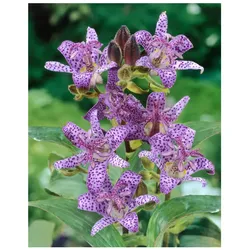 Tricyrtis hirta, Krötenlilie, exotisch, ca. 9x9 cm Topf