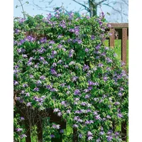 Pflanzen Für Dich Clematis macropetala 2L 60- 100