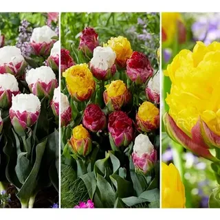 KEYZERS® Ice Cream Tulpen Rarität 3 Sorten, 12 Zwiebeln