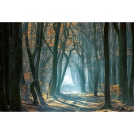 Papermoon Fototapete »Photo-Art ELLEN BORGGREVE, Kaltes Licht im Wald bunt