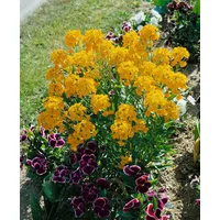 Pflanzen Für Dich Erysimum x allionii, p 0,5