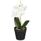 Phalaenopsis im Topf weiss 25cm ORCHIDEE - weiß