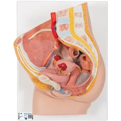 Weibliches Becken Modell, 2-teilig - 3B Smart Anatomy
