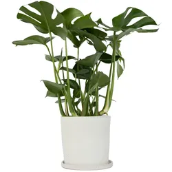 Plant in a Box Monstera Deliciosa - Götterpflanze Höhe 70-80cm