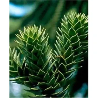 die nr-01.de Chilenische SchmucTanne Andentanne 25-30cm - Araucaria araucana