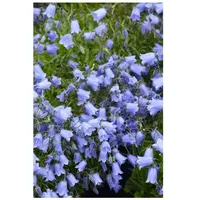 Pflanzen Für Dich Campanula cochleariif.'Bavaria Blue', Glockenblume, blau, ca.