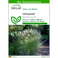SAFLAX - Gräser-Bambus-Chinaschilf - 200 Samen - Mit keimfreiem