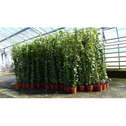 8 Stück Efeu Pflanze Hedera helix 180 - 200 cm Pyramide Säule winterhart Kletterpflanze Hecke Sichtschutz blickdicht