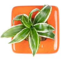 Flowerbox Box 1 - orange - 16x16 cm