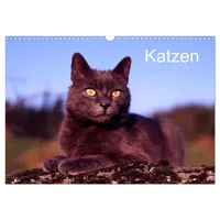 Calvendo Katzen (Wandkalender 2026 DIN A3 quer), CALVENDO Monatskalender: