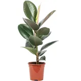 Flowerbox Gummibaum - pflegeleichte Zimmerpflanze, Ficus elastica 'Robusta' ca. 50 cm, Topf-Ø 17 cm