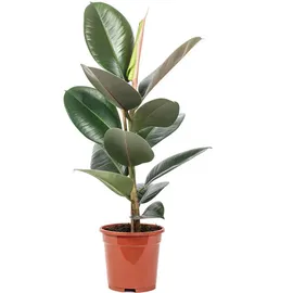 Flowerbox Gummibaum - pflegeleichte Zimmerpflanze, Ficus elastica 'Robusta' ca. 50 cm, Topf-Ø 17 cm