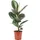 Flowerbox Gummibaum - pflegeleichte Zimmerpflanze, Ficus elastica 'Robusta' ca. 50 cm, Topf-Ø 17 cm