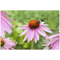 Pflanzen Für Dich Echinacea purpurea 'Magnus' p 0,5