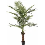 Europalms Europalms, Kentia Palme (240 cm)