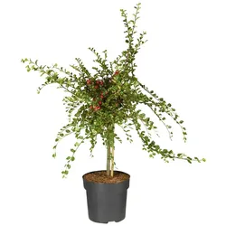 Gartenkrone Zwergmispel, Cotoneaster praecox »Boer«, weiß, winterhart - gruen
