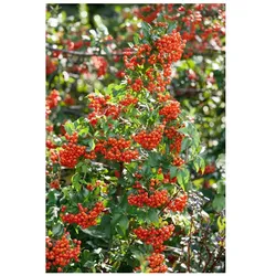 Pyracantha 'Mohave', Feuerdorn, orange-rot, 40–60 cm