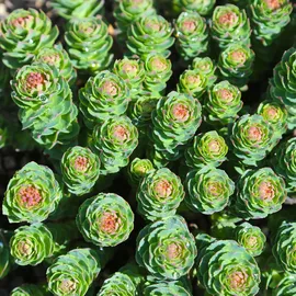 L'Erbolario Sanatur Rhodiola Rosea Plus Kapseln 180 St.