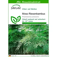 SAFLAX - Gräser-Bambus-Moso Riesenbambus - 20 Samen - Mit