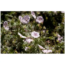 Geranium sanguineum var.striatum, Storchschnabel, zartrosa, ca. 9x9 cm Topf