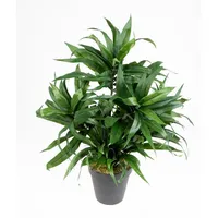 Seidenblumen Roß Dracena 42cm grün im Topf DA Drachenbaum