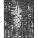 KOMAR Vliestapete Schwarz, Weiß, Bäume, 200x250 cm,
