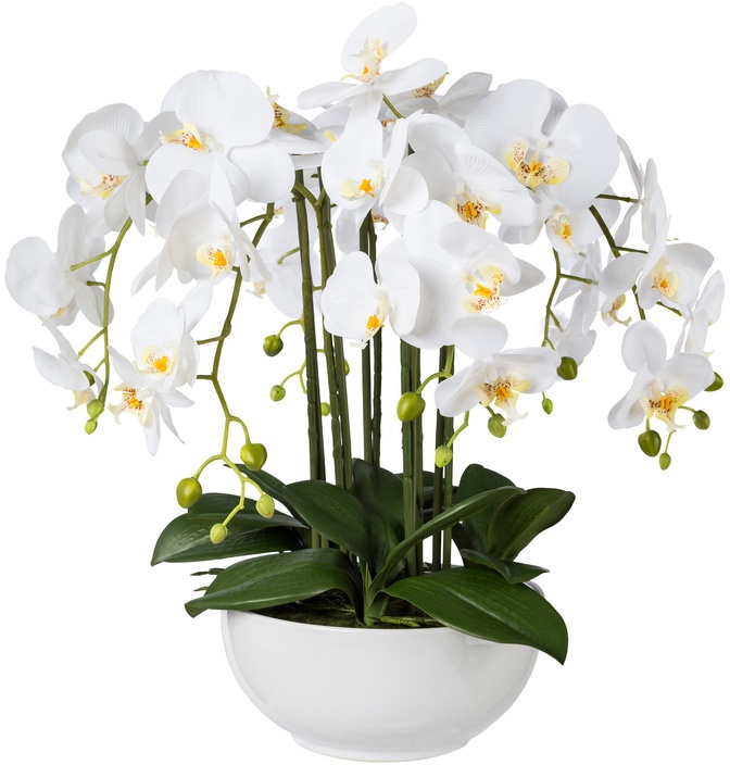 Kunstorchidee Phalaenopsis In Keramikschale, 54 Cm (Farbe: Weiss)