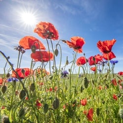 EUROART Glasbild 50 x cm Poppies IV Glas Rot