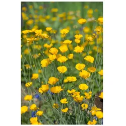Ranunculus gramineus, Hahnenfuß, ca. 9x9 cm Topf, zierlich