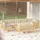 vidaXL Garten-Lounge-Set 10-tlg. creme Kiefer