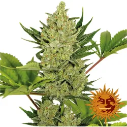 Blue Cheese