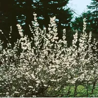 Pflanzen Für Dich Abeliophyllum distichum 'Roseum', rosa Blüten, 40–60