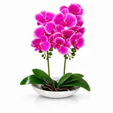 Kunstorchidee PASCH® Orchidee künstlich wie echt in Hochglanz-Keramiktopf Orchidee, PASCH, Hochglanz Keramiktopf