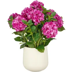 CREATIV green künstliche Pflanze Hortensien Arrangement im creme Kunststofftopf, purple, 70cm, Real Touch