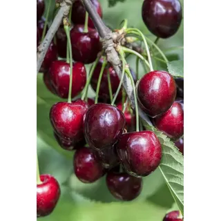 Pflanzen Für Dich Prunus avium 'Kordia' Süßkirsche, 150–200 cm