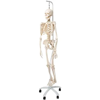 3B Scientific® Menschliches Skelett „Phil“ – Lebensgroßes Modell mit beweglichen Gelenken, flexibler Wirbelsäule, abnehmbarem Schädel am Metall-Hängestativ mit Rollen + Smart Anatomy App