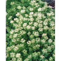 Pflanzen Für Dich Sedum spurium 'Album Superbum' Teppichsedum, weiß,
