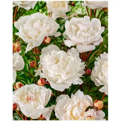 Plant in a Box - Pfingstrose - 2 Stk - Paeonia - Rhizome - Rosa