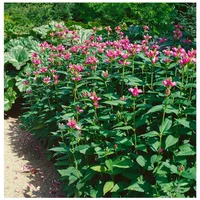 Pflanzen Für Dich Chelone lyonii 'Hot Lips', Schildblume, rosa,