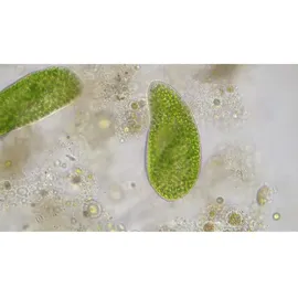 Bresser Researcher Trino 40-1000x