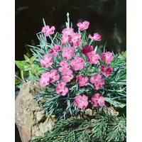Pflanzen Für Dich Dianthus gratianop.'Blaureif' p 0,5