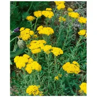 Pflanzen Für Dich Achillea tomentosa 'Aurea', Teppich-Schafgarbe, gelb, ca.