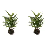 Creativ green Künstliche Zimmerpflanze Farn im Ballen Farn, Creativ green, Höhe 38 cm grün