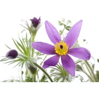 Pflanzen Für Dich Pulsatilla vulgaris 'Pinwheel Blau' -R- P