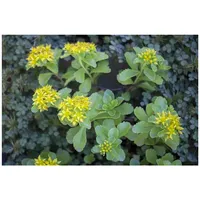 Pflanzen Für Dich Sedum kamtschaticum, Fetthenne, gelb, ca. 9x9